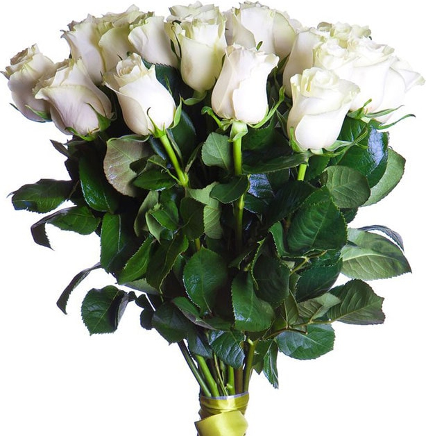 Белые розы Голландия