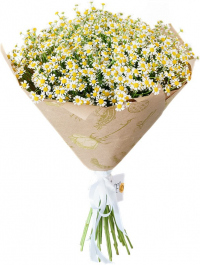 Букет «Ромашковое поле» Букет «Ромашковое поле»